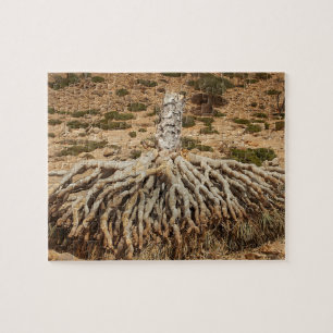 Dood dragon Blood Tree, Socotra, Jemen Legpuzzel