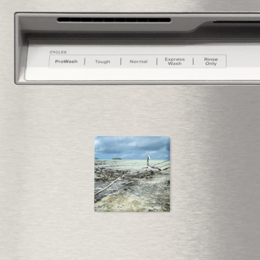 Dood hout in de Pacifische magneet (Insitu (Vaatwasser))