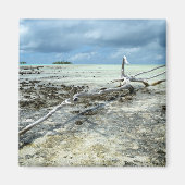 Dood hout in de Pacifische magneet (Voorkant)