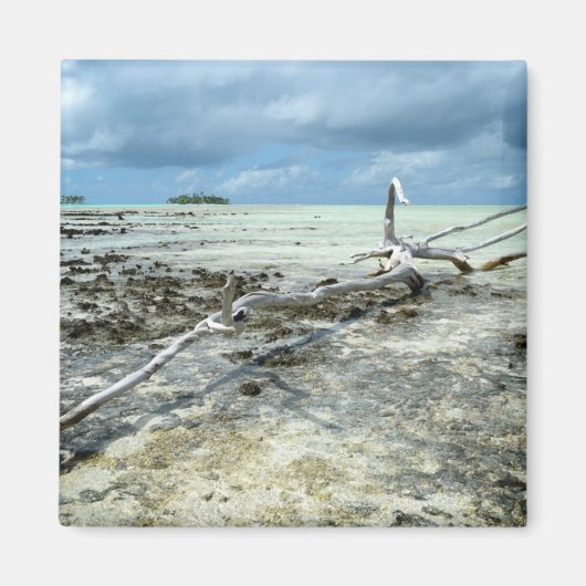 Dood hout in de Pacifische magneet (Voorkant)