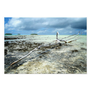 Dood hout op de foto van de Stille Oceaan Afdruk