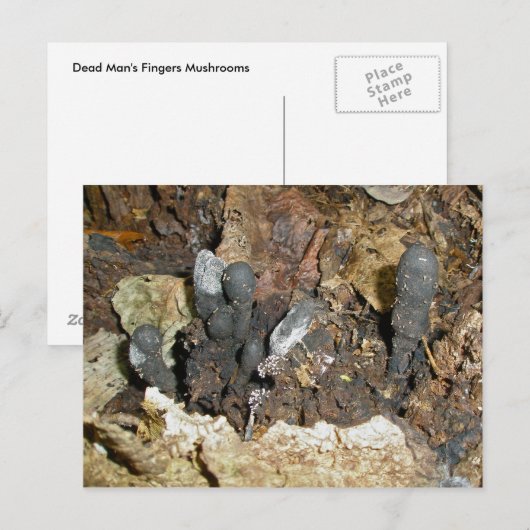 Dood Man Vingerpaddenstoel Briefkaart (Voorkant / Achterkant)