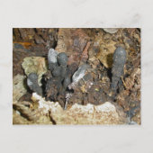 Dood Man Vingerpaddenstoel Briefkaart (Voorkant)