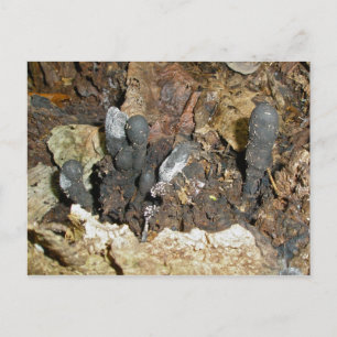 Dood Man Vingerpaddenstoel Briefkaart