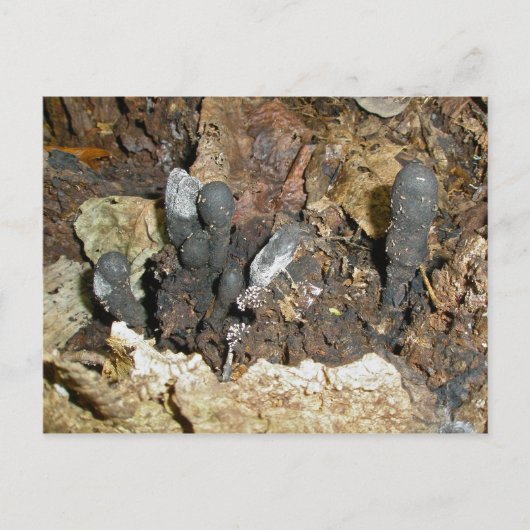 Dood Man Vingerpaddenstoel Briefkaart (Voorkant)