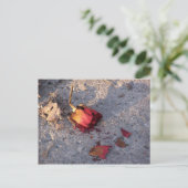 Dood Roos (kleur) Briefkaart (Staand voorkant)