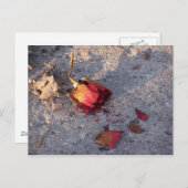 Dood Roos (kleur) Briefkaart (Voorkant / Achterkant)