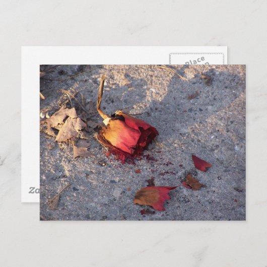 Dood Roos (kleur) Briefkaart (Voorkant / Achterkant)