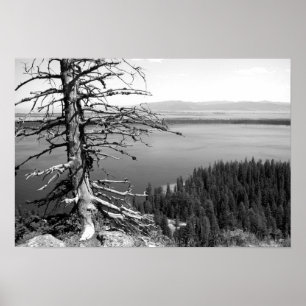 Doodboom, Jenny Lake, Grand Teton, Wyoming Poster