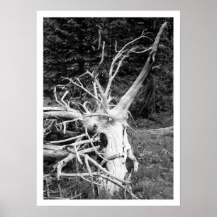 Doodboomzwart en witafdrukken poster