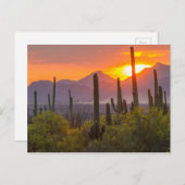 Doodcactus sunset, Arizona Briefkaart (Voorkant / Achterkant)