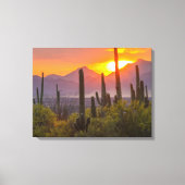 Doodcactus sunset, Arizona Canvas Afdruk (Voorkant)