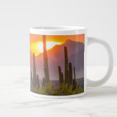 Doodcactus sunset, Arizona Grote Koffiekop (Rechts)