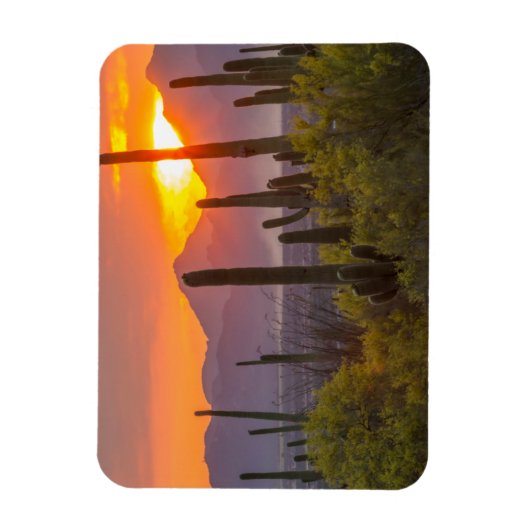 Doodcactus sunset, Arizona Magneet (Verticaal)