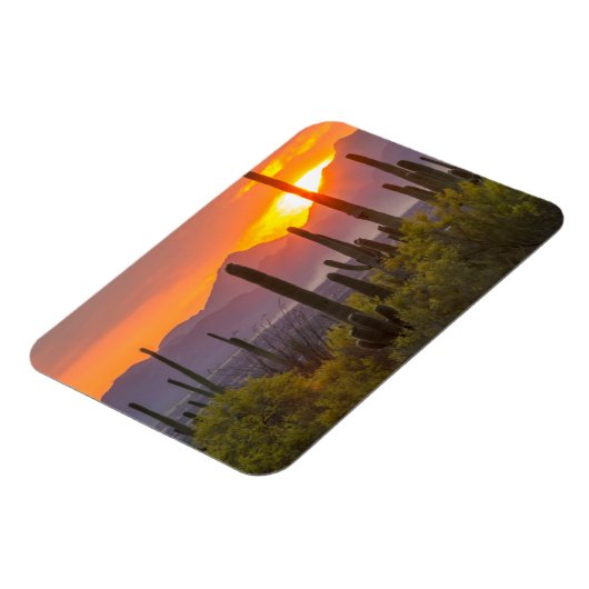 Doodcactus sunset, Arizona Magneet (Linkerzijde)