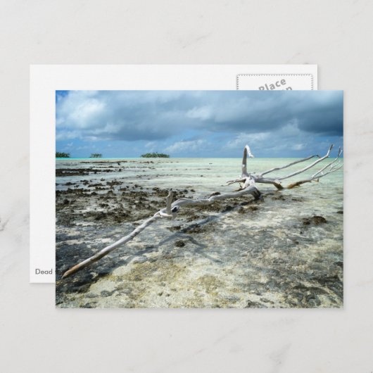 Doodhout in het briefkaart van de Stille Oceaan (Voorkant / Achterkant)