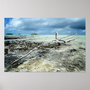Doodhout in het poster van de Stille Oceaan