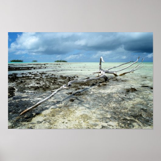 Doodhout in het poster van de Stille Oceaan (Voorkant)