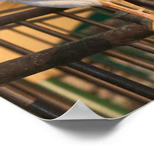 "Doodle Do", Bantam Rooster Poster (Hoek)