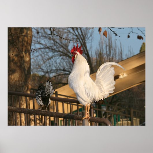 "Doodle Do", Bantam Rooster Poster (Voorkant)