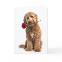 Doodle Valentijn – Zoete Krullen, Ware Liefde