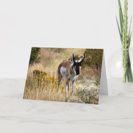 Doodles 742 kaart (Voorkant)