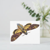 Doodse Hawk Moth Briefkaart (Staand voorkant)
