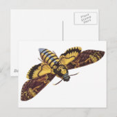 Doodse Hawk Moth Briefkaart (Voorkant / Achterkant)