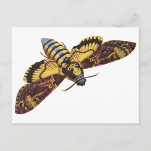 Doodse Hawk Moth Briefkaart