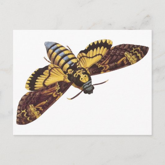 Doodse Hawk Moth Briefkaart (Voorkant)