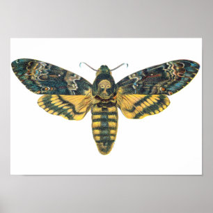 Doodse Hawk Moth, Large Moth, Moth Print