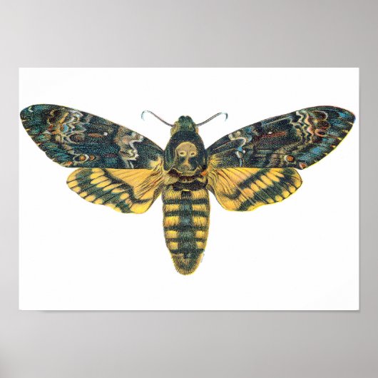 Doodse Hawk Moth, Large Moth, Moth Print (Voorkant)