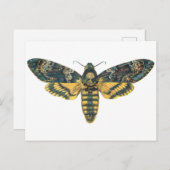 Doodse Hawk Moth, Large Moth, Moth Print Briefkaart (Voorkant / Achterkant)