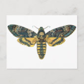 Doodse Hawk Moth, Large Moth, Moth Print Briefkaart (Voorkant)