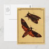 Doodse hoofdmoth briefkaart (Voorkant / Achterkant)