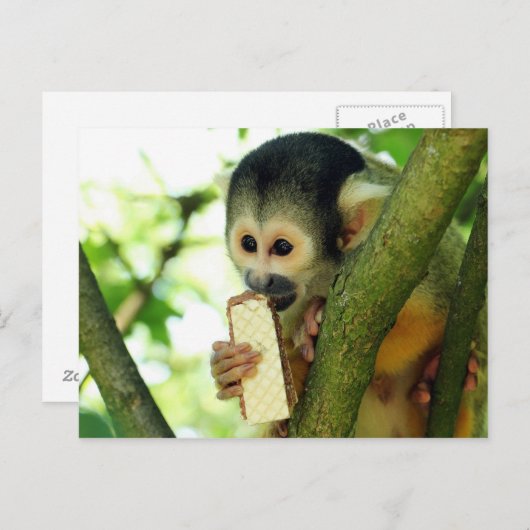 Doodshoofdaapje Eet een Wafer Biscuit Briefkaart (Voorkant / Achterkant)