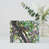 Doodshoofdaapjes in Manuel Antonio NP - Costa Rica Briefkaart (Staand voorkant)