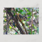 Doodshoofdaapjes in Manuel Antonio NP - Costa Rica Briefkaart (Voorkant)