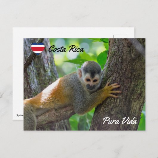 Doodshoofdaapjes in Manuel Antonio NP - Costa Rica Briefkaart (Voorkant / Achterkant)