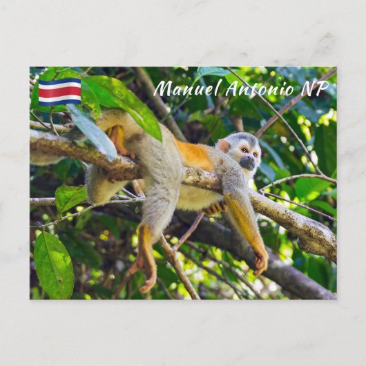 Doodshoofdaapjes in Manuel Antonio NP - Costa Rica Briefkaart (Voorkant)