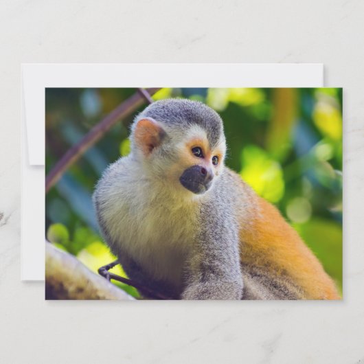 Doodshoofdaapjes in Manuel Antonio NP - Costa Rica Kaart (Voorkant)