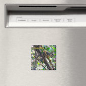 Doodshoofdaapjes in Manuel Antonio NP - Costa Rica Magneet (Insitu (Vaatwasser))