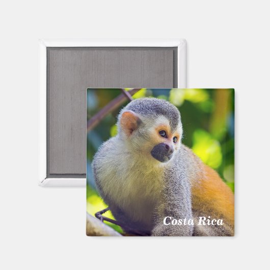 Doodshoofdaapjes in Manuel Antonio NP - Costa Rica Magneet (Voorkant / Achterkant)