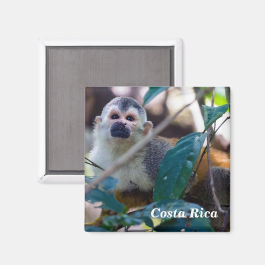 Doodshoofdaapjes in Manuel Antonio NP - Costa Rica Magneet (Voorkant / Achterkant)
