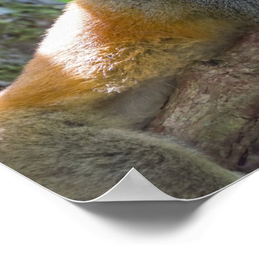 Doodshoofdaapjes in Manuel Antonio NP - Costa Rica Poster (Hoek)