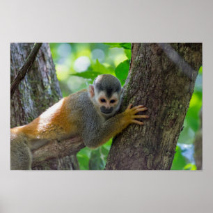 Doodshoofdaapjes in Manuel Antonio NP - Costa Rica Poster