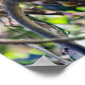 Doodshoofdaapjes in Manuel Antonio NP - Costa Rica Poster (Hoek)