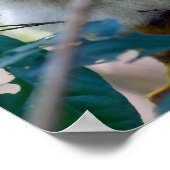 Doodshoofdaapjes in Manuel Antonio NP - Costa Rica Poster (Hoek)