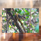 Doodshoofdaapjes in Manuel Antonio NP - Costa Rica Raamsticker (Vel 2)