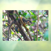 Doodshoofdaapjes in Manuel Antonio NP - Costa Rica Raamsticker (Vel 3)